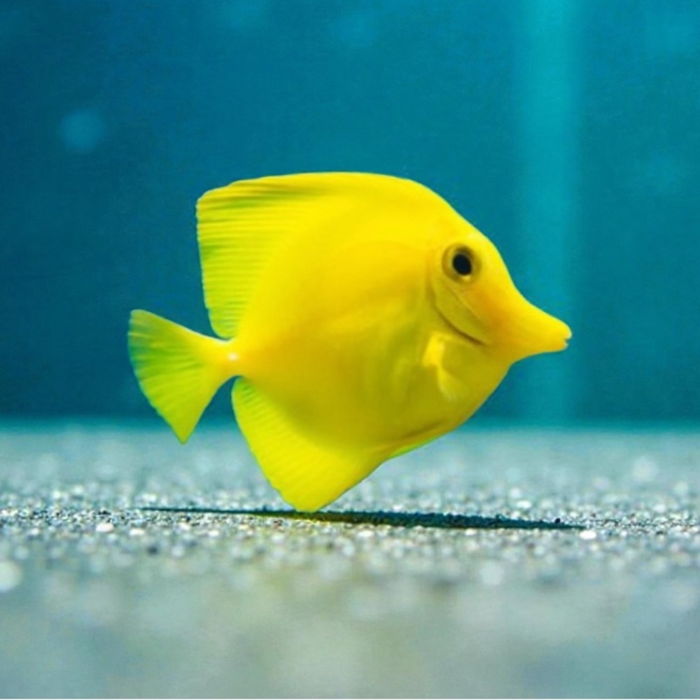 ⭐️🐠The Chartreuse Pirhana⭐️🐠 - Picture 10 of 11